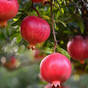 Pink Pomegranate Seeds