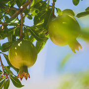 Green Pomegranate Seeds