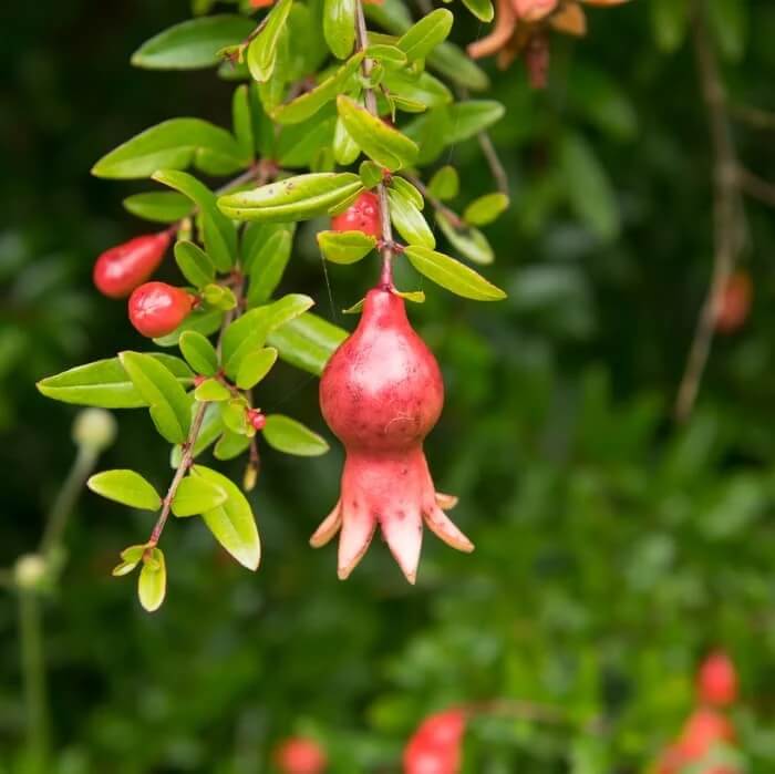 Pomegranate Seeds - All In One For Home Gardens