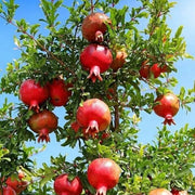 Pomegranate Seeds - All In One For Home Gardens