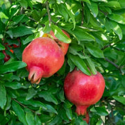 Pomegranate Seeds - All In One For Home Gardens