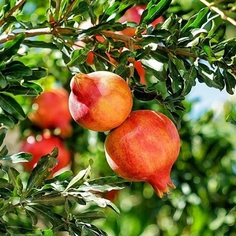 Orange Pomegranate Seeds
