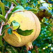 Yellow Pomegranate Seeds