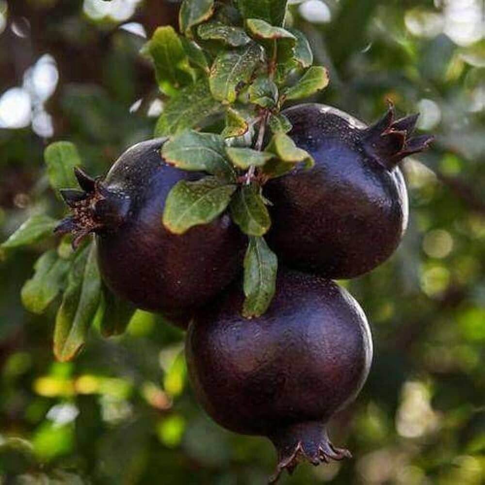 Black Pomegranate Seeds