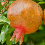 Orange Pomegranate Seeds