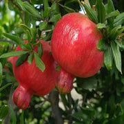 Dark Red Pomegranate Seeds