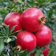 Dark Red Pomegranate Seeds