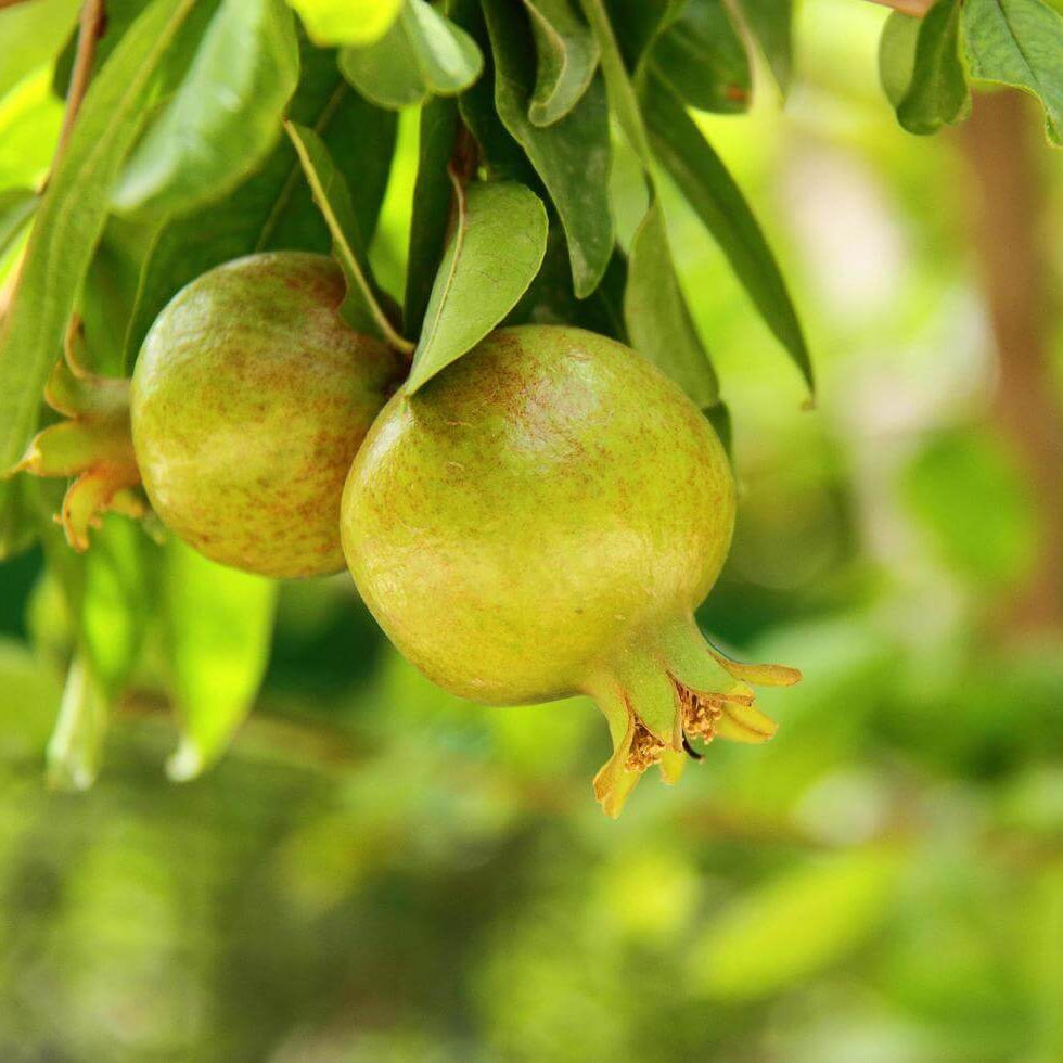 Green Pomegranate Seeds