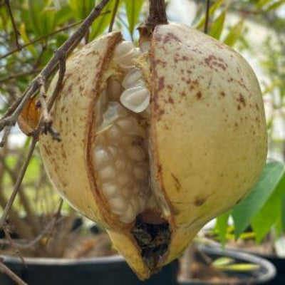 Muscat White Pomegranate Seeds