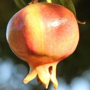 Orange Pomegranate Seeds
