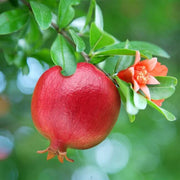 Pink Pomegranate Seeds