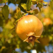 Yellow Pomegranate Seeds