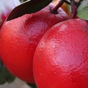 Ruby Red Pomelo Seeds