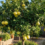 Pomelo Seeds - All In One For Home Gardens