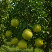 Pomelo Seeds - All In One For Home Gardens
