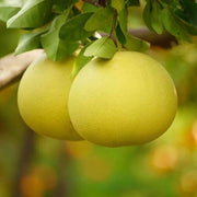 Daffodils Pomelo Seeds