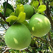 Green Pomelo Seeds
