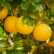 Yellow Pomelo Seeds