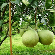 Green Pomelo Seeds