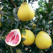 Citrus maxima Pomelo Seeds
