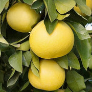 Daffodils Pomelo Seeds