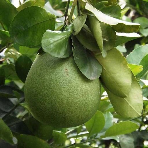 Green Pomelo Seeds