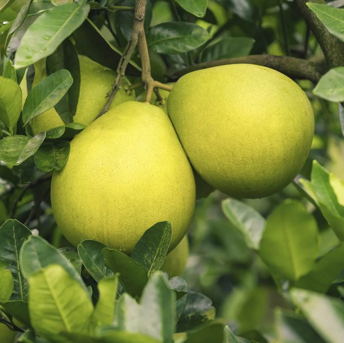 Nam Roi Pomelo Seeds
