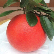 Ruby Red Pomelo Seeds