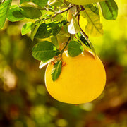 Yellow Pomelo Seeds