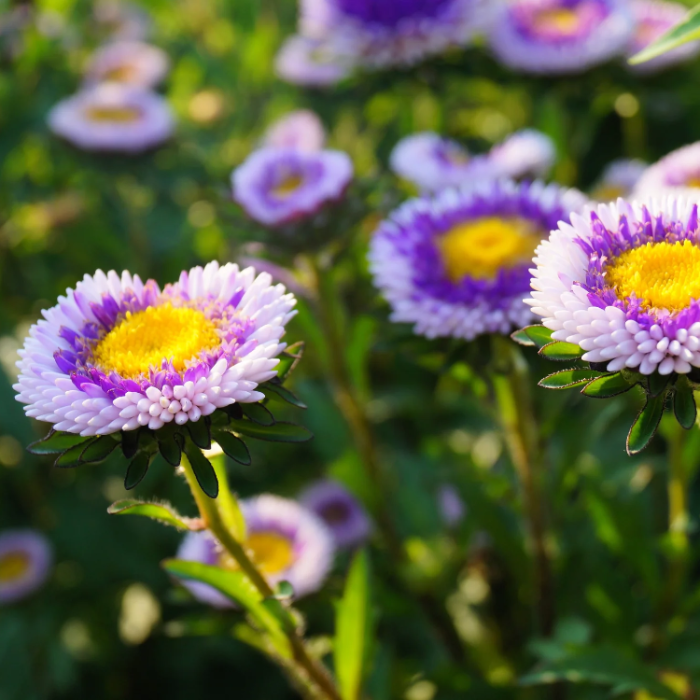 Pompon Blue Moon Aster Seeds
