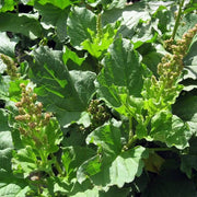 Poor Man's Asparagus Seeds - Vegetable Plant