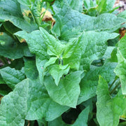 Poor Man's Asparagus Seeds - Vegetable Plant