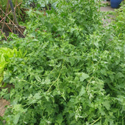 Poor Man's Asparagus Seeds - Vegetable Plant