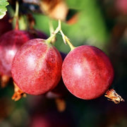 Gooseberry Seeds, Ribes uva-crispa Fruit Seeds