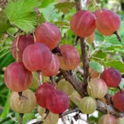 Gooseberry Seeds, Ribes uva-crispa Fruit Seeds