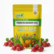 Gooseberry Seeds, Ribes uva-crispa Fruit Seeds