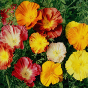 Ballerina Mix Poppy Seeds