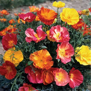 Ballerina Mix Poppy Seeds
