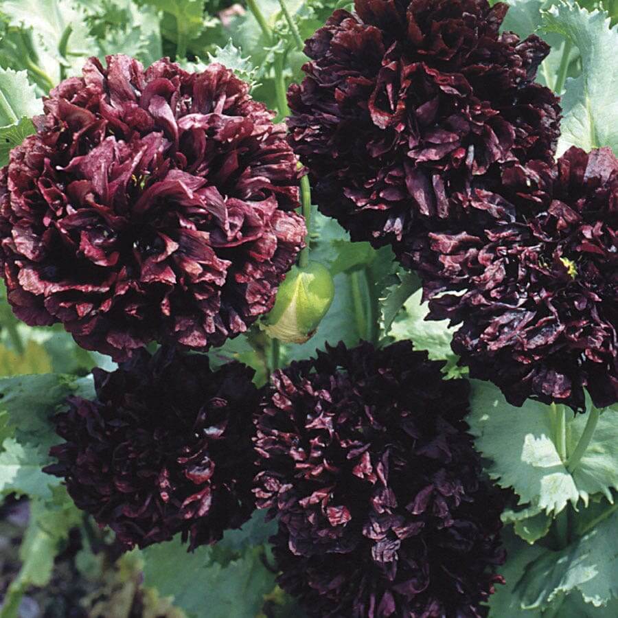 Black Poppy Seeds