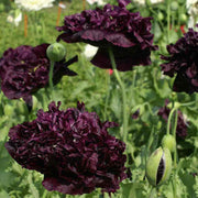 Black Poppy Seeds