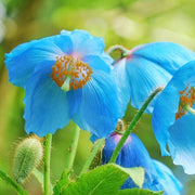 Blue Himalayan Poppy Seeds
