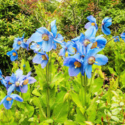 Blue Himalayan Poppy Seeds