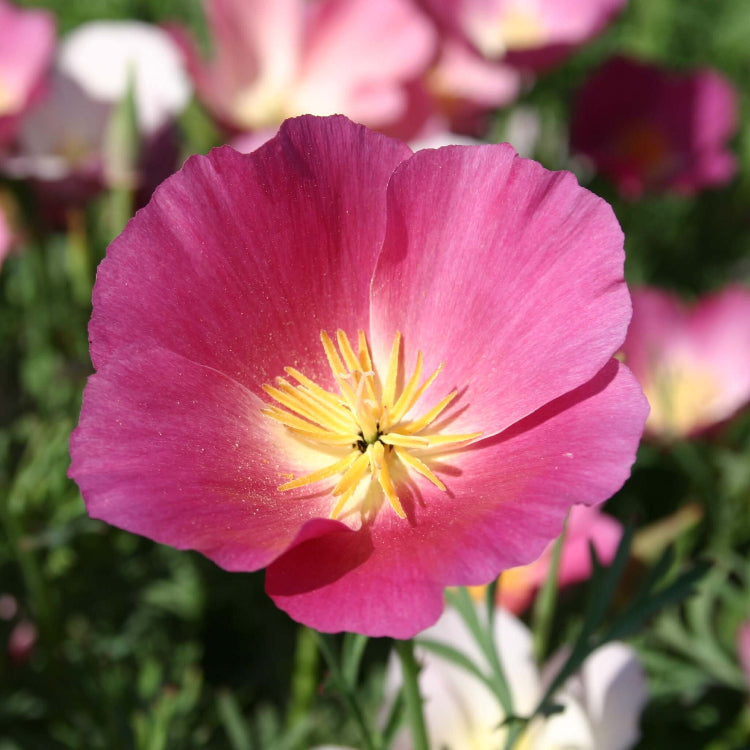 California Purple Gleam Poppy Seeds