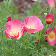 California Purple Gleam Poppy Seeds