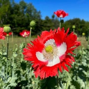 Danish Flag Poppy Seeds