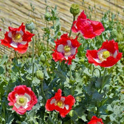 Danish Flag Poppy Seeds