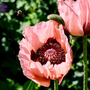 Pink Poppy Seeds