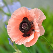 Pink Poppy Seeds
