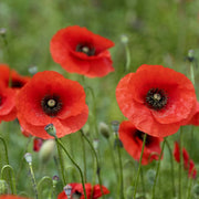 Red Papaver Poppy Seeds