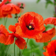 Red Papaver Poppy Seeds